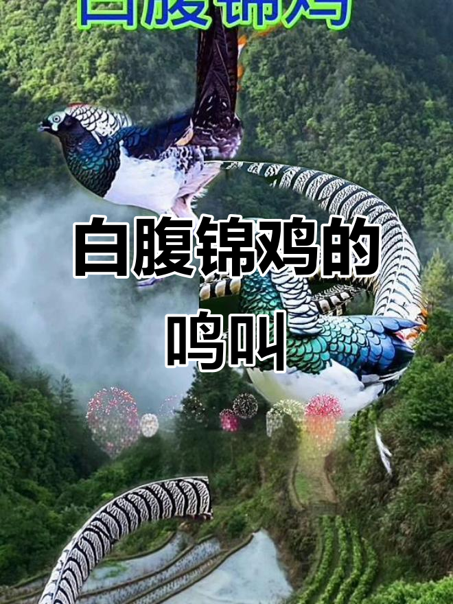 大山里的白腹锦鸡，叫声太有趣了