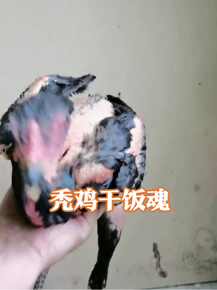 秃毛鸡互啄找食,被抱后爪子亮了