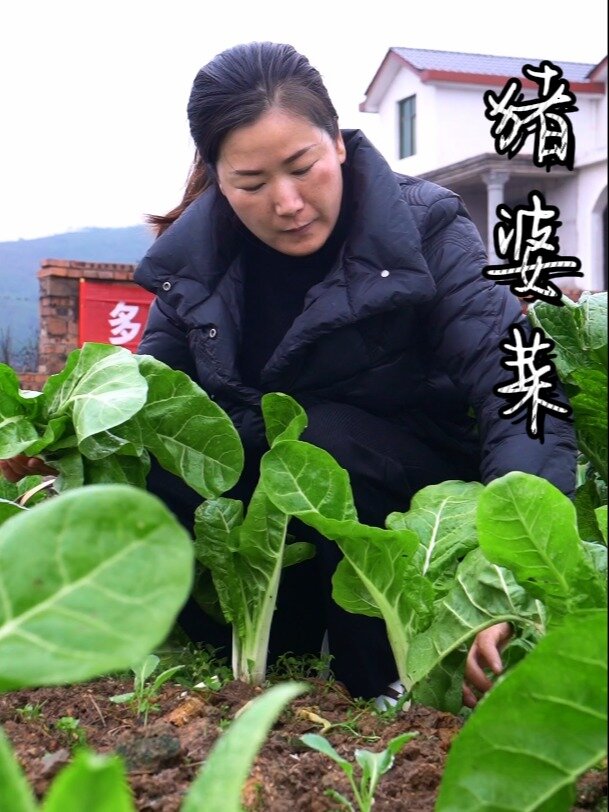 这个菜用我们家乡话叫“猪婆菜”
