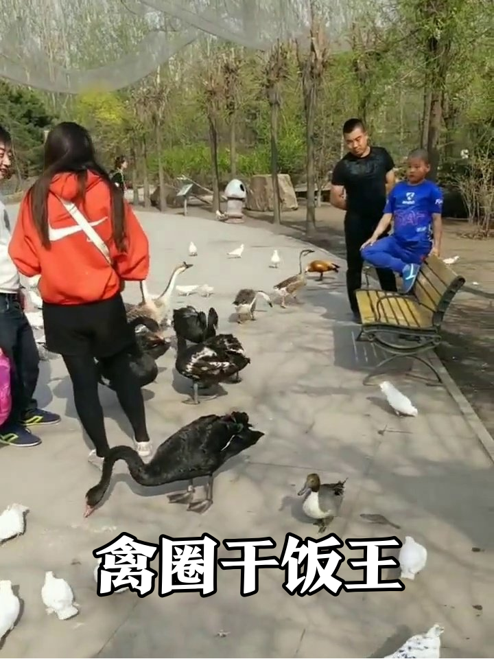 禽圈干饭现场:黑天鹅讨食橙鸭蹭饭,鸽子急到起飞