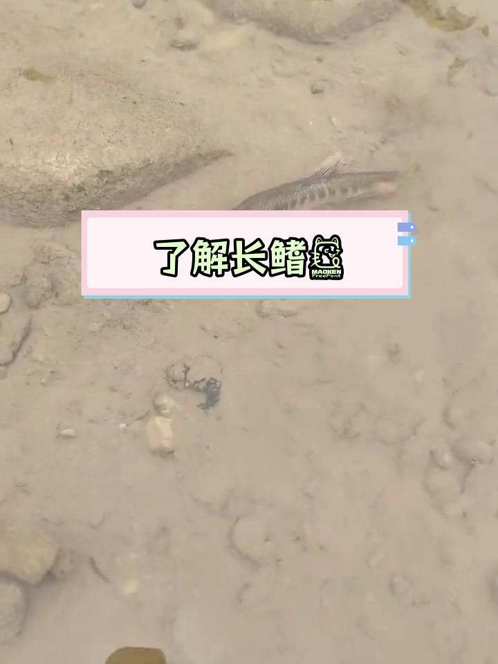 长鳍马口鱼的生活习性与特征解析