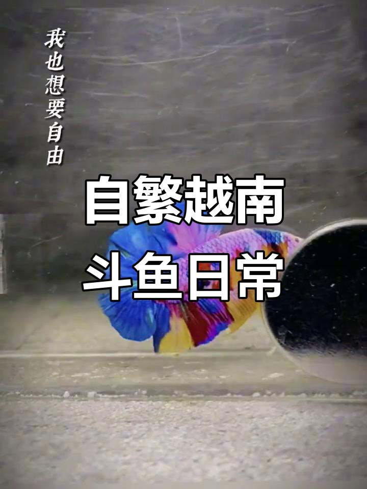 越南斗鱼自繁日记,黑底将军斗鱼的成长与变化