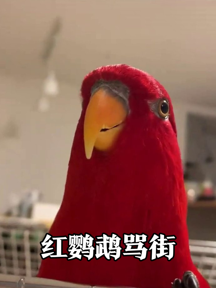 红鹦鹉成精了！对着镜头疯狂输出，网友：吵到耳朵了