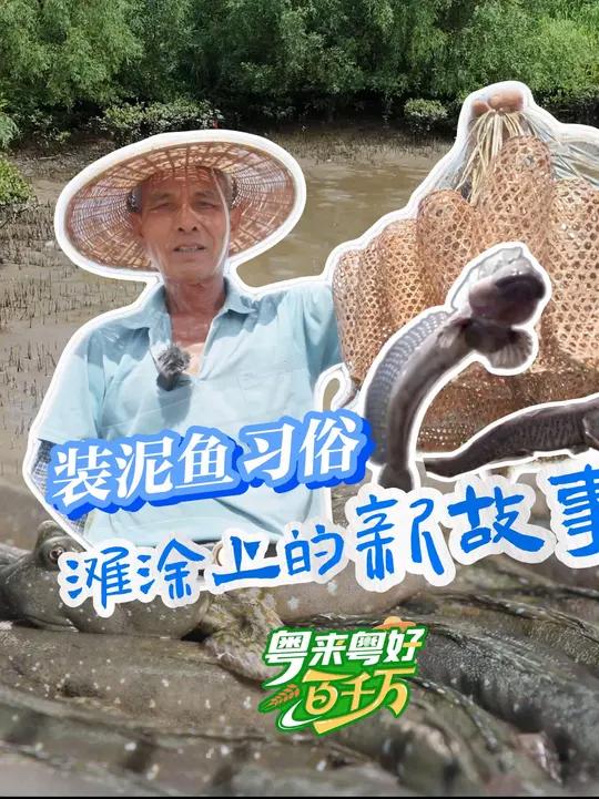 国家级非遗“装泥鱼习俗”在珠海斗门乾务镇已流传 250 多年,潮水退去,湿地泥泞间泥鱼游动