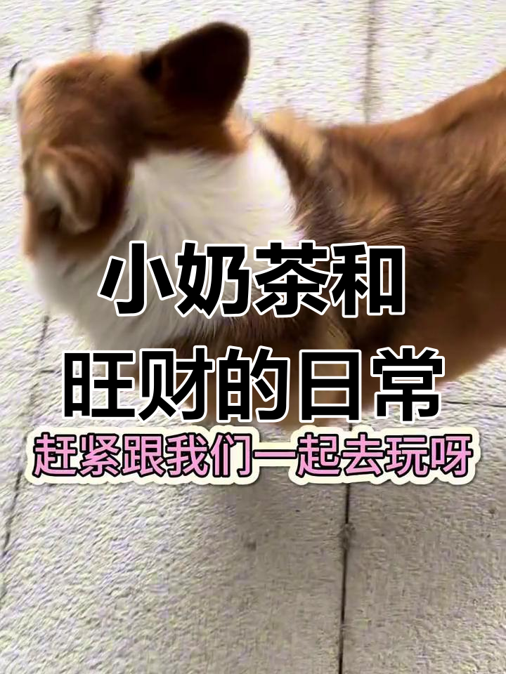 奶茶小公举与旺财的萌宠日常,柯基短腿带你玩转互联网