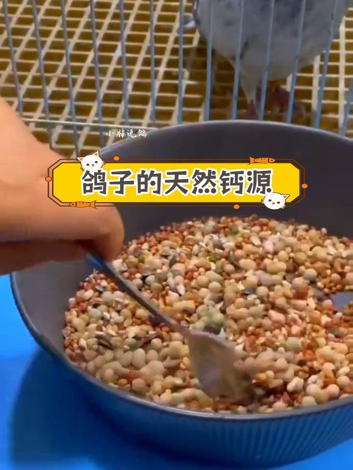 鸽子为何需要墨鱼骨?补钙效果揭秘