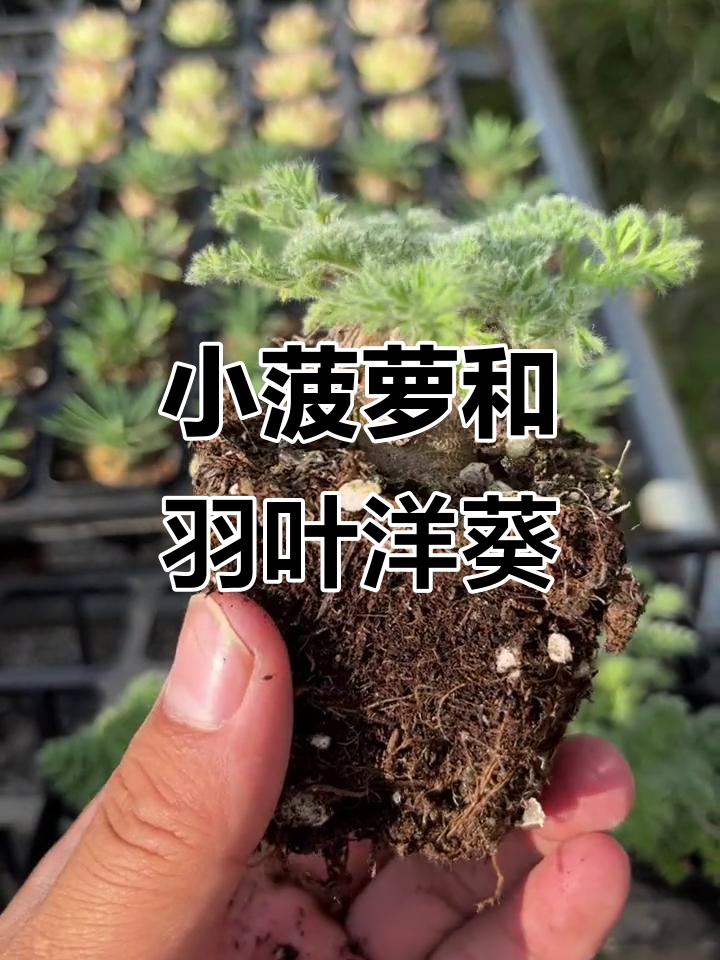 峨眉山小菠萝与羽叶洋葵：块根多肉的奇妙之旅