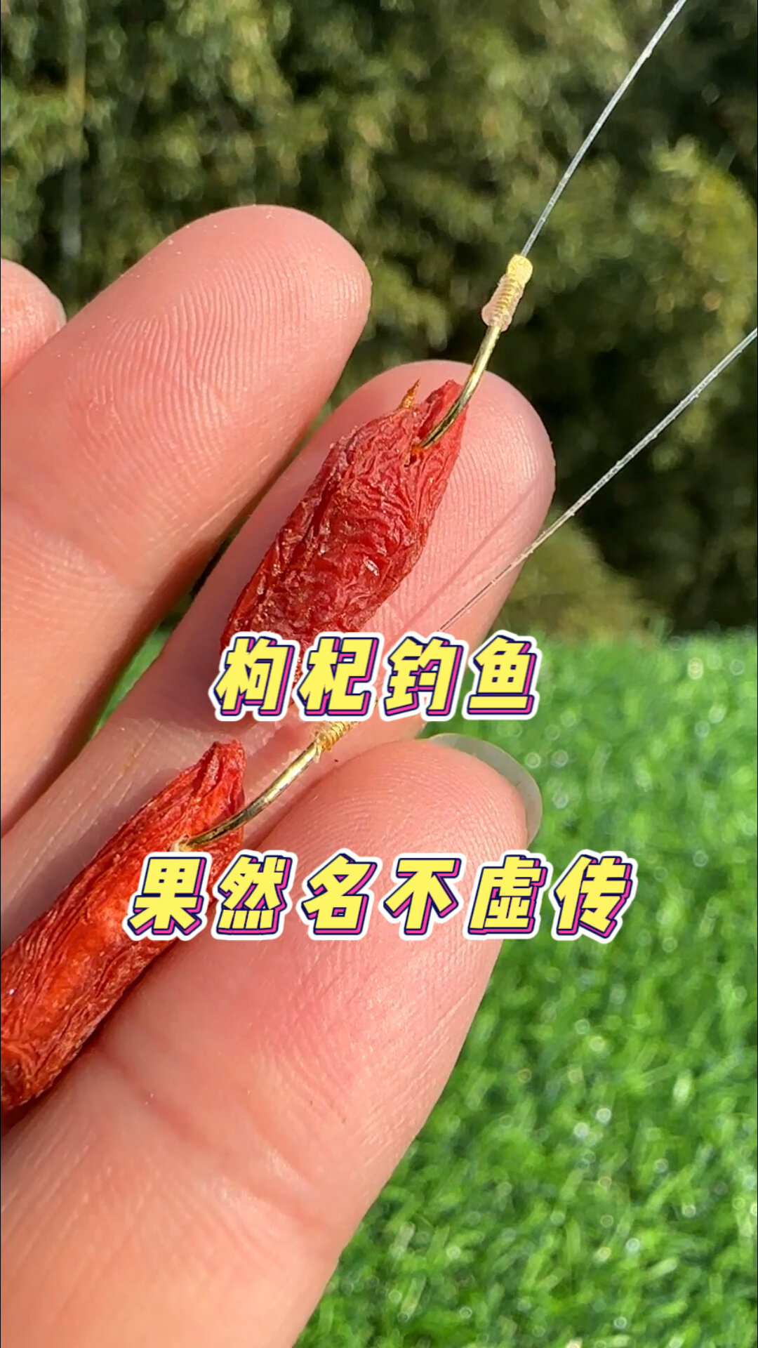 枸杞钓鱼名不虚传