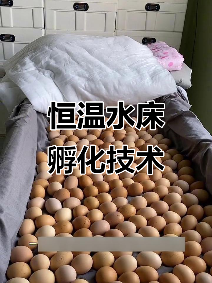 水床孵化器全程记录,小鸡出壳前的关键技巧