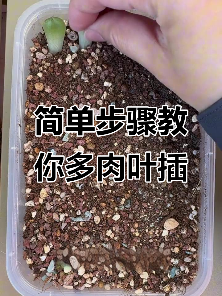 多肉叶插全攻略，轻松掌握技巧