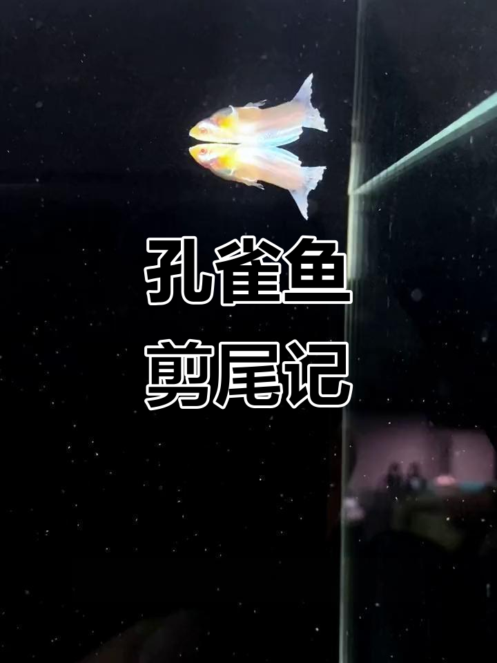 孔雀鱼母体产卵,公鱼不配合?剪尾手术记录