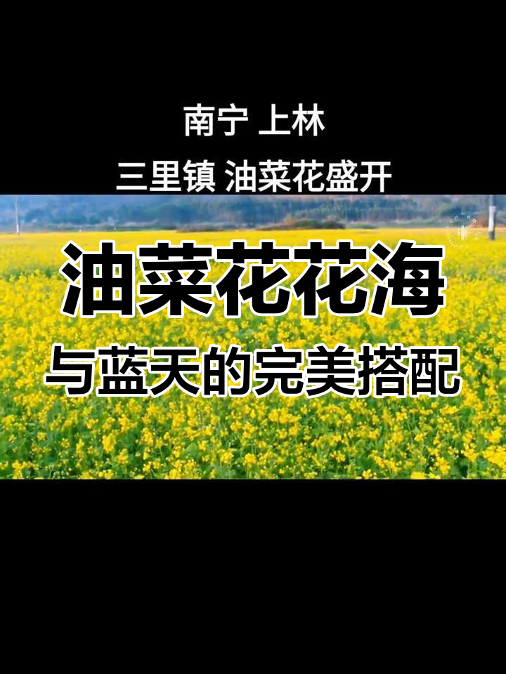 上林三里镇油菜花海,蓝天下的田园美景