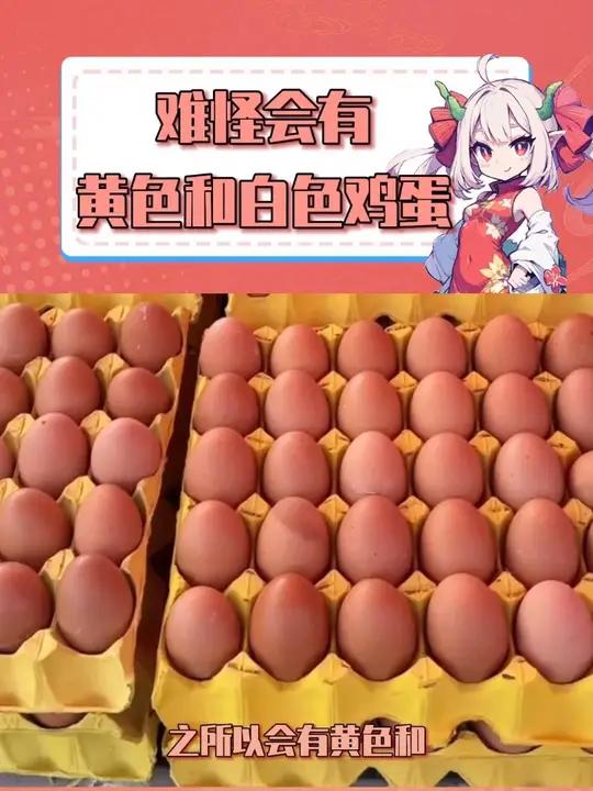 难怪会有黄色和白色两种颜色的鸡蛋