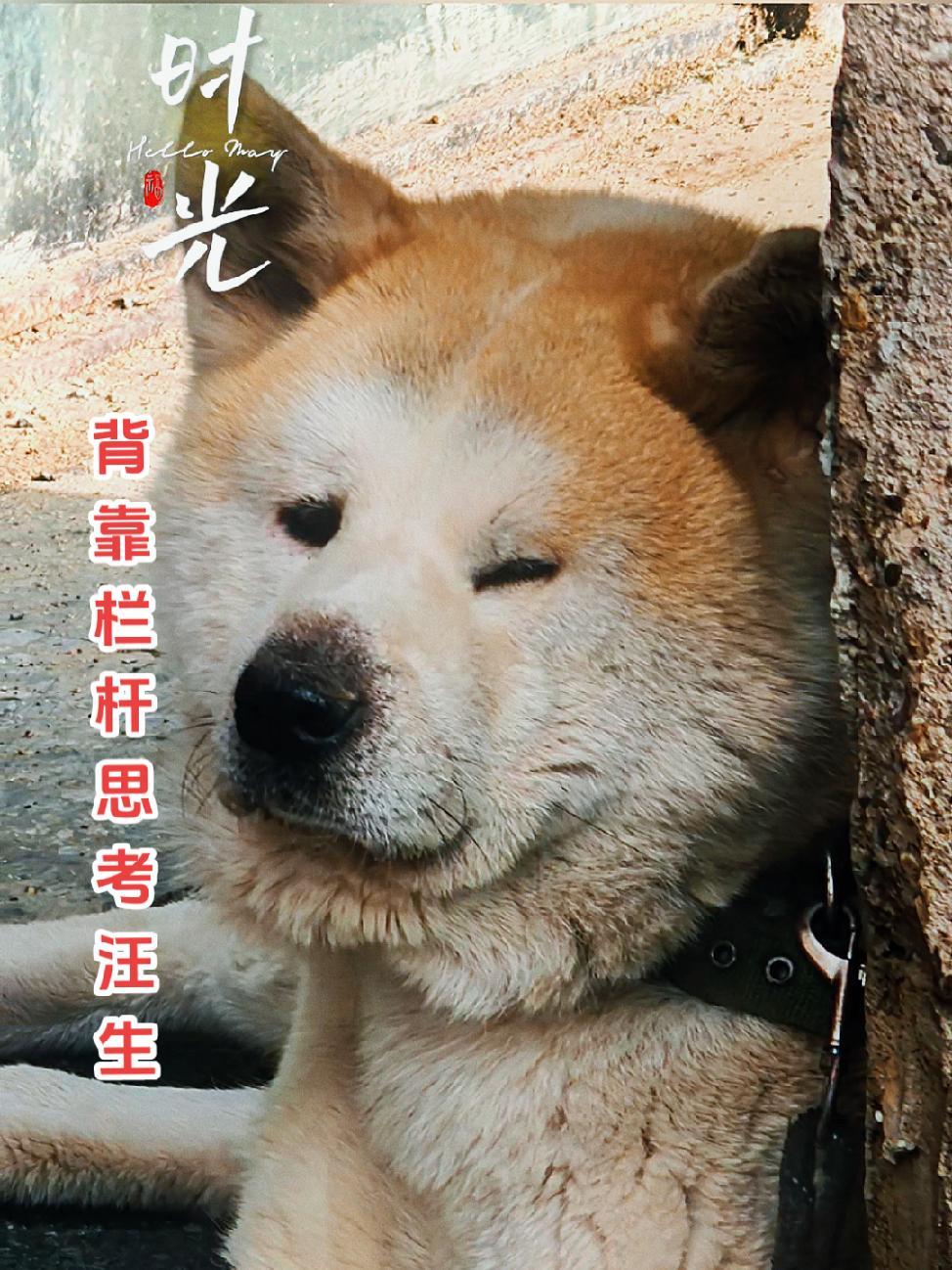 思考人生,倚遍栏干,只是无情绪!人何处?连天衰草,望断归来路。动物世界看人生百态 我家的狗