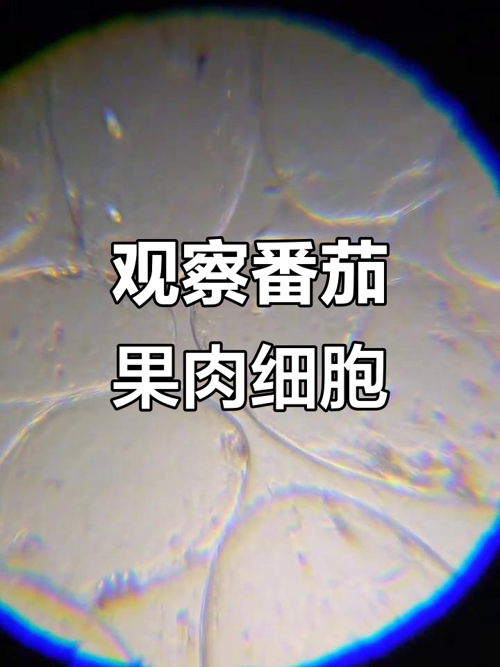 自制显微镜揭秘番茄果肉细胞,圆形排列超有趣