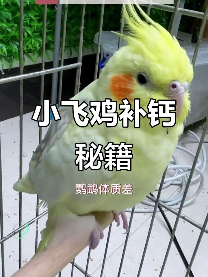 鹦鹉缺钙怎么办?墨鱼骨粉助力健康发育
