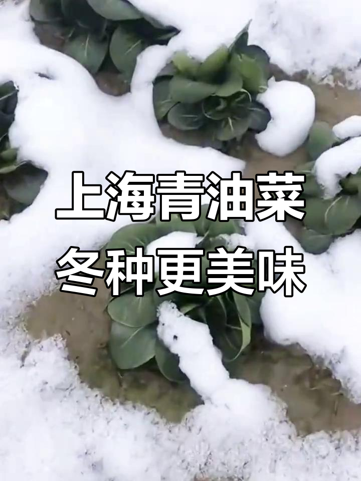 苏州上海青油菜,冬季种植不愁死,炒炖汤都鲜香无比
