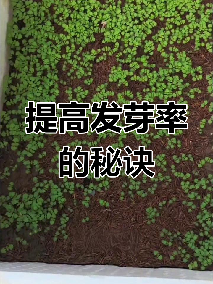 阳台种菜小技巧:如何提高发芽率,快速出苗