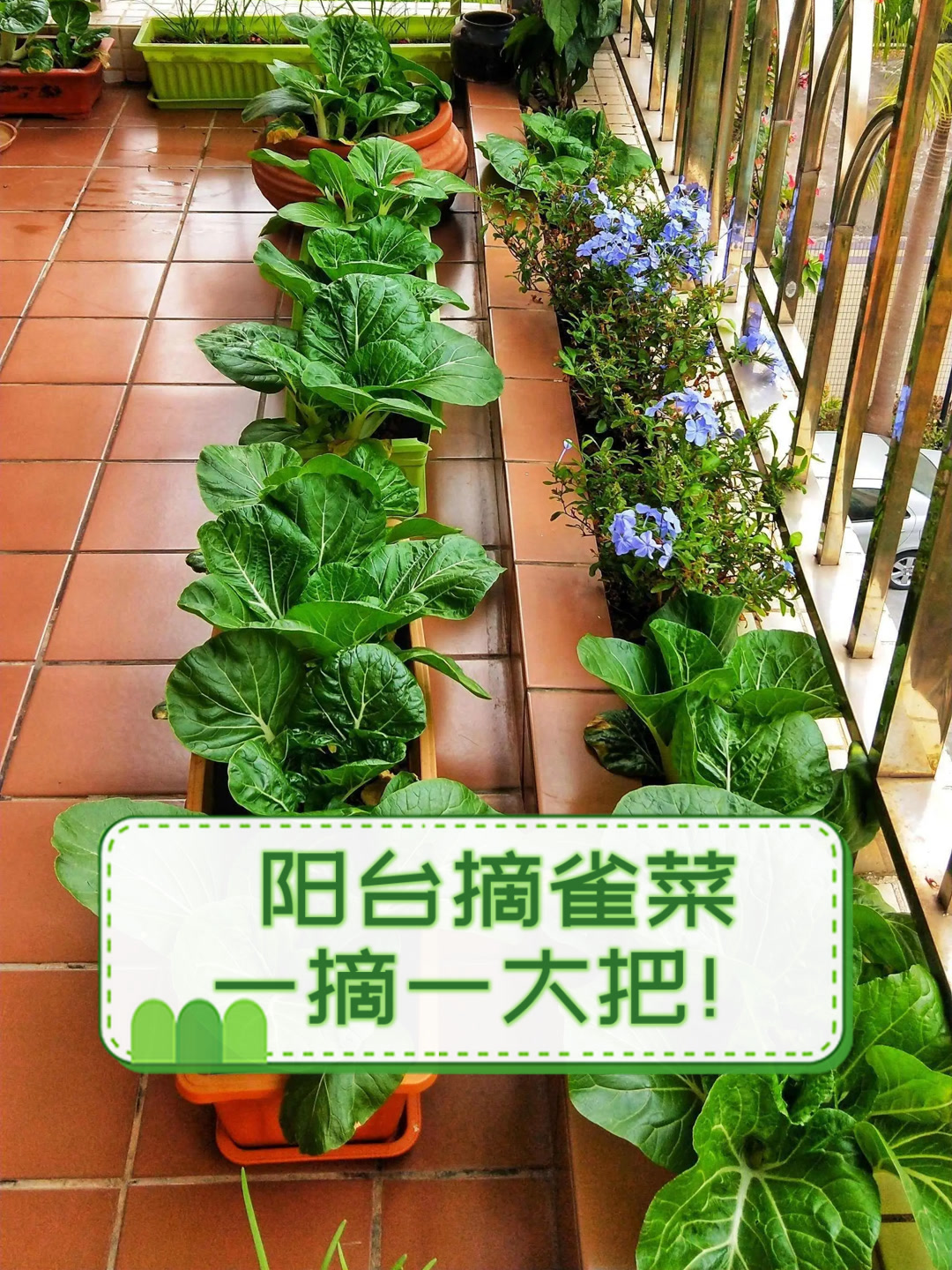 阳台摘雀菜,一摘一大把!