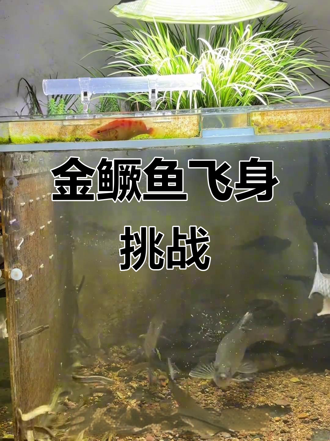 黄金鳜鱼飞升挑战：37天精心培养，能否成功突破第五域？