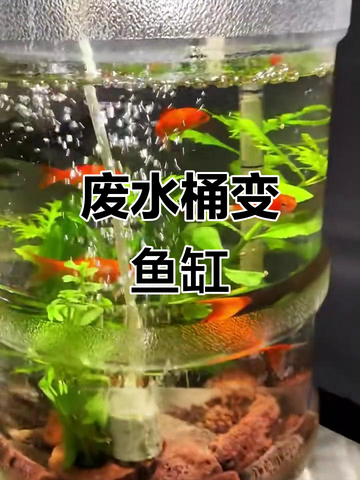 用废旧纯净水桶打造迷你生态鱼缸，轻松养鱼又省心