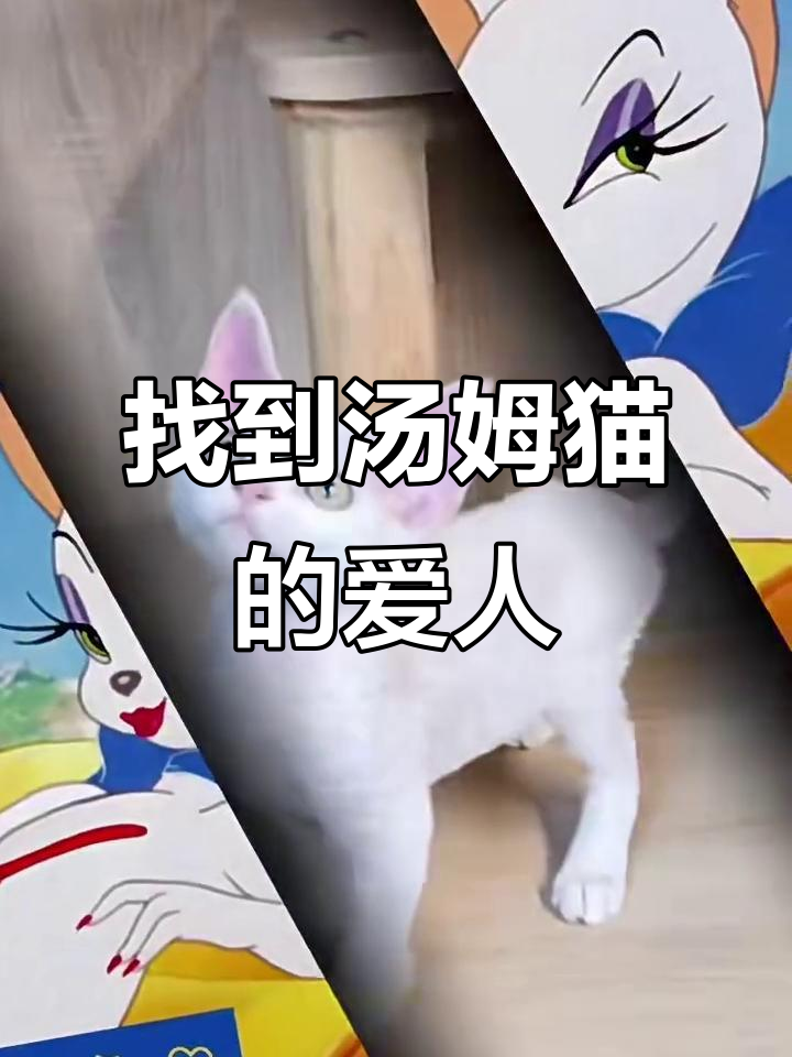 汤姆猫的梦中情人找到了,纯白妹妹优雅登场