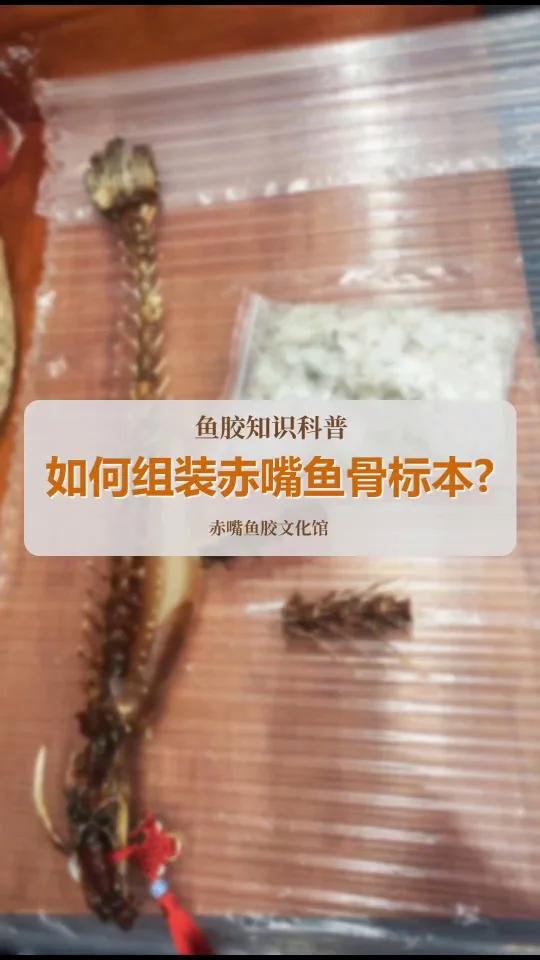 本港赤嘴鳘鱼骨标本安装