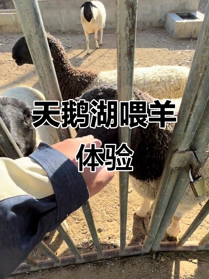 泰山天鹅湖喂羊,亲子游乐趣多