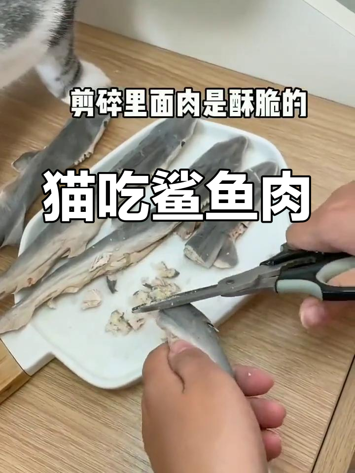 小猫咪也能尝鲜,冻干鲨鱼大餐来袭