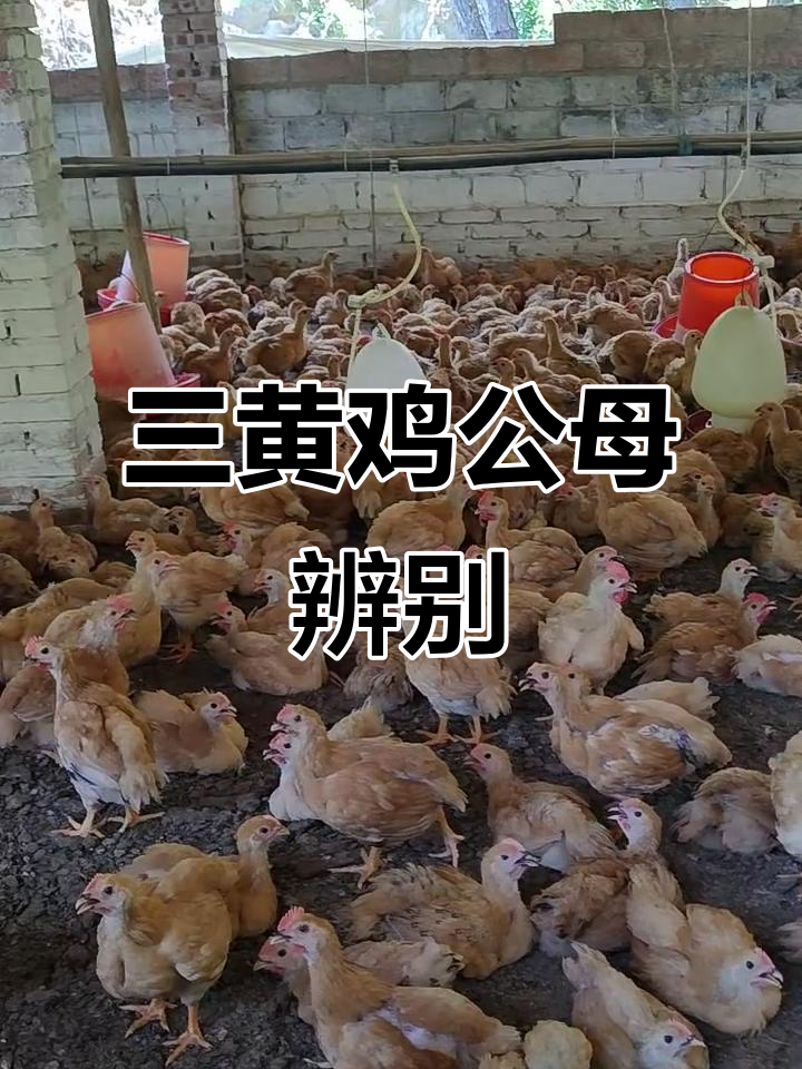 90后创业：从三黄鸡到养殖专家，公母分辨技巧大揭秘