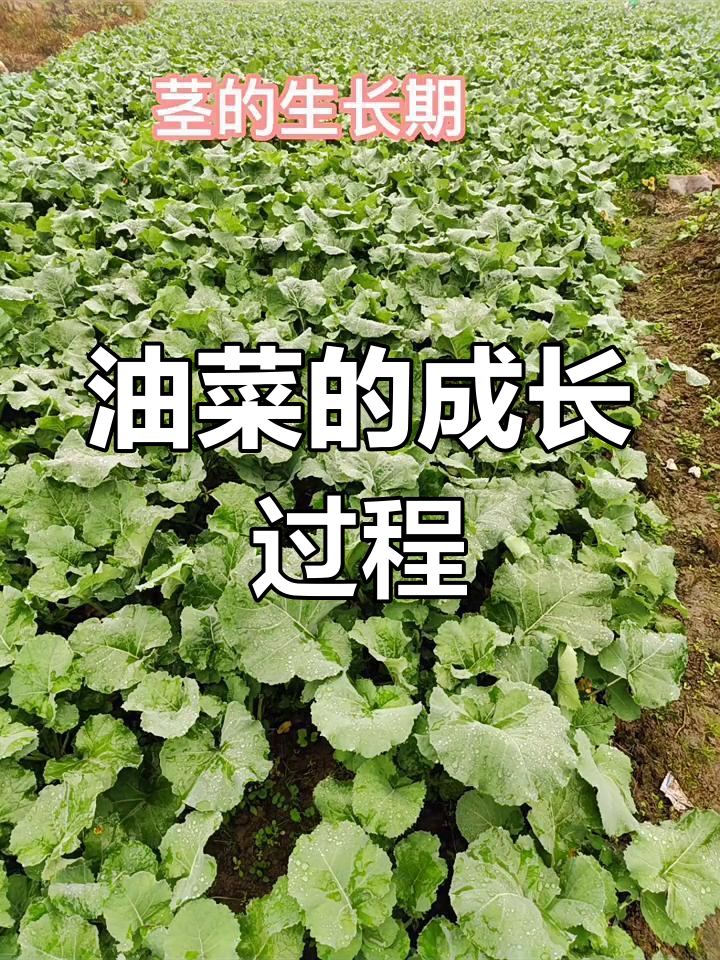 油菜生长与病虫害全解析