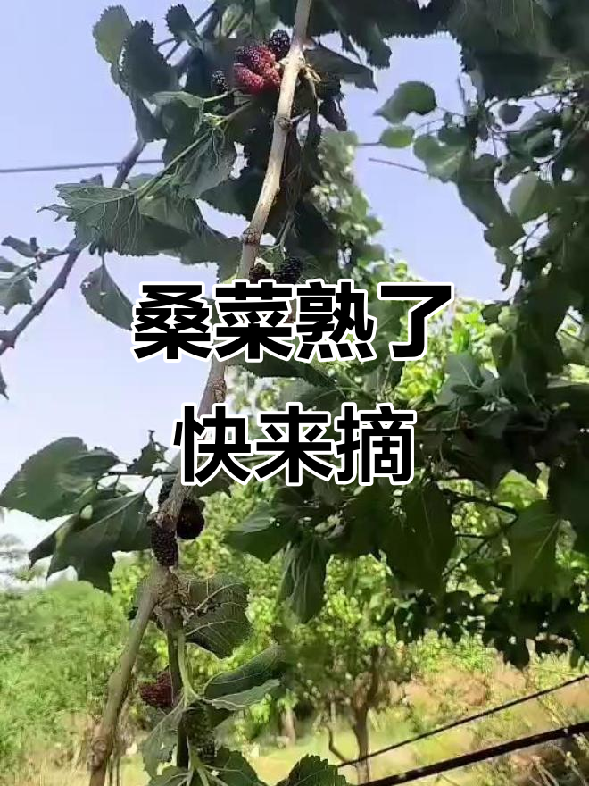 桑菜丰收,错过就晚了!山庄免费采摘等你来