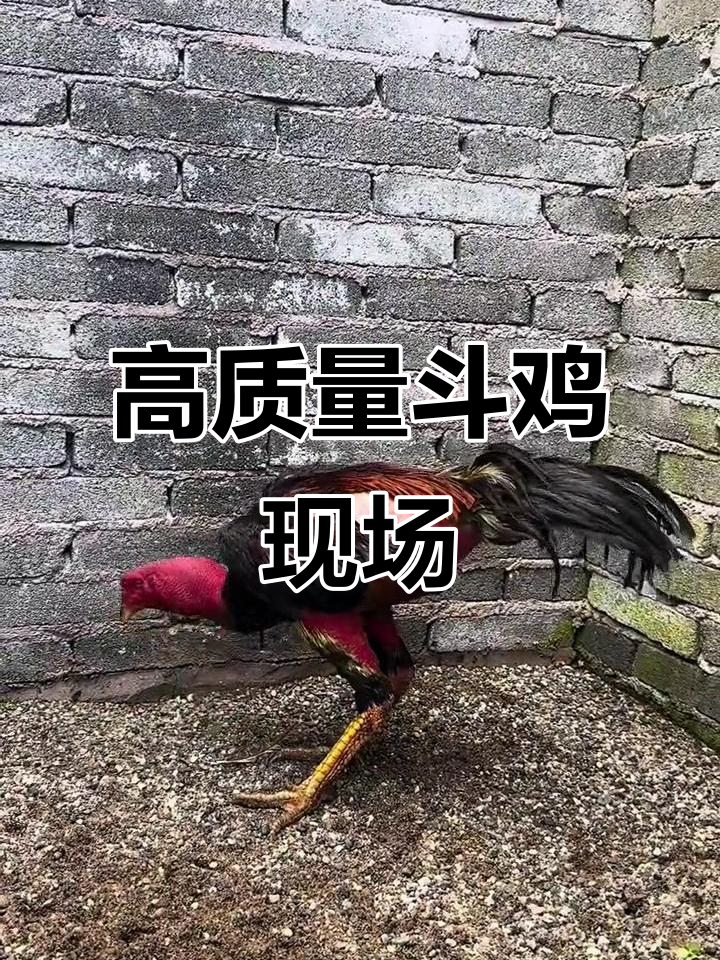 6.7斤啾啾蛇头斗鸡,腿长身健!
