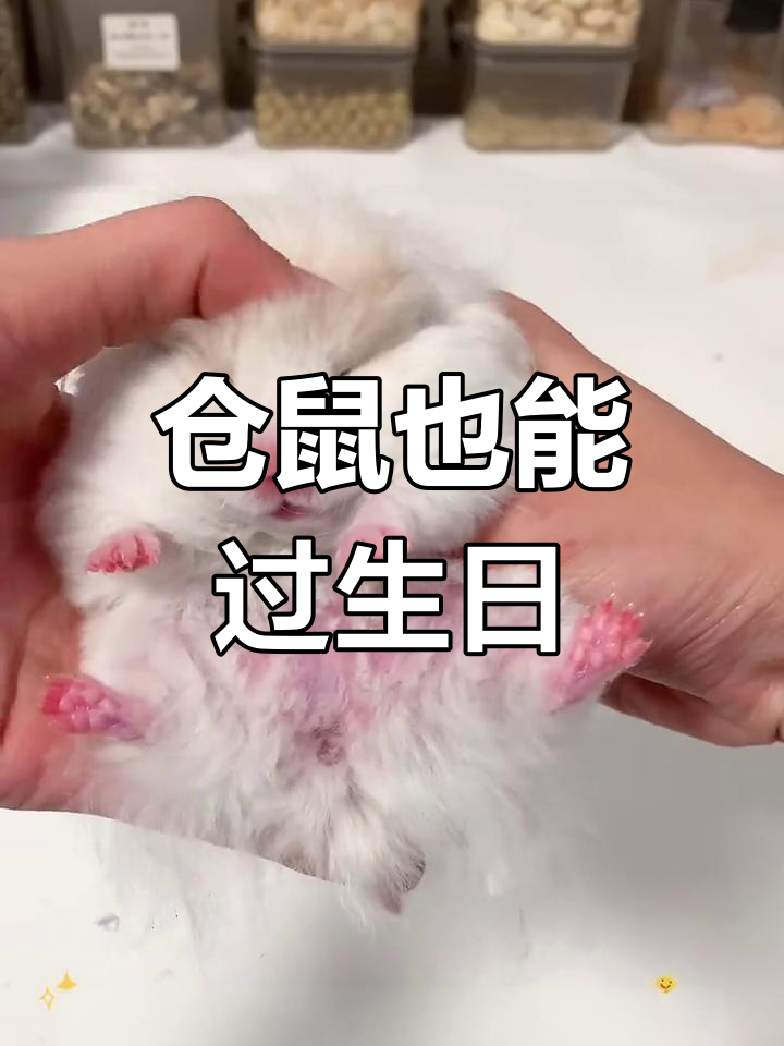 小仓鼠的生日蛋糕,满满仪式感