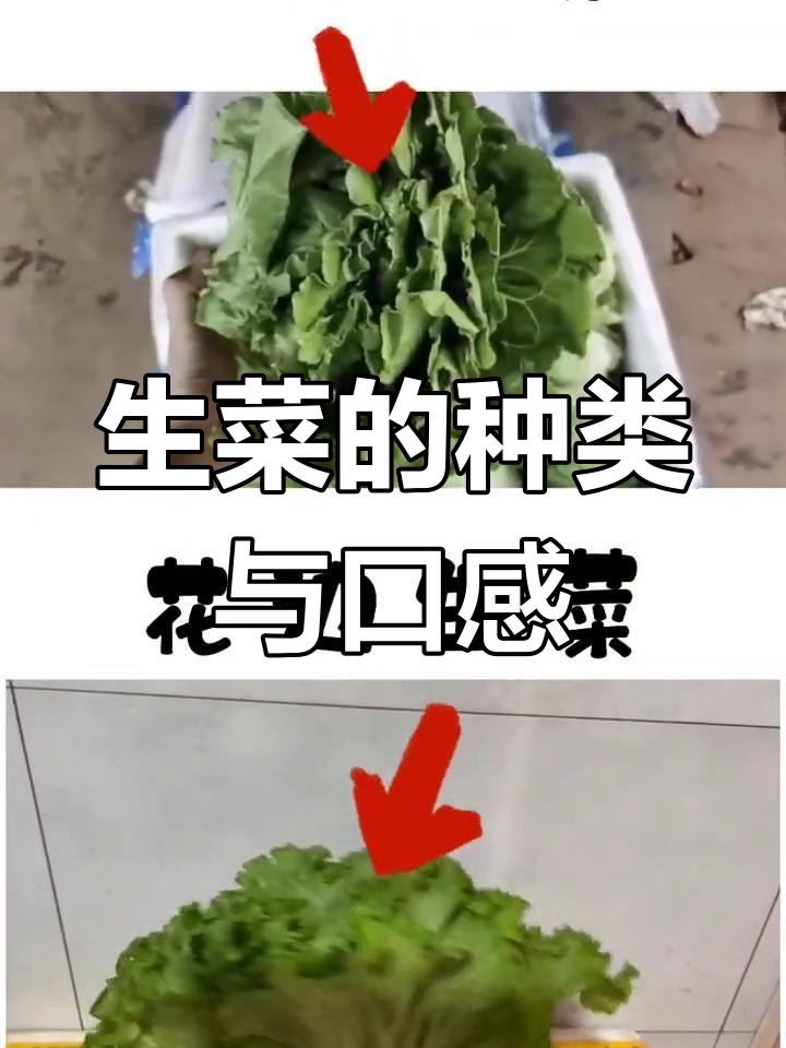 不同种类的生菜,搭配烤肉更美味