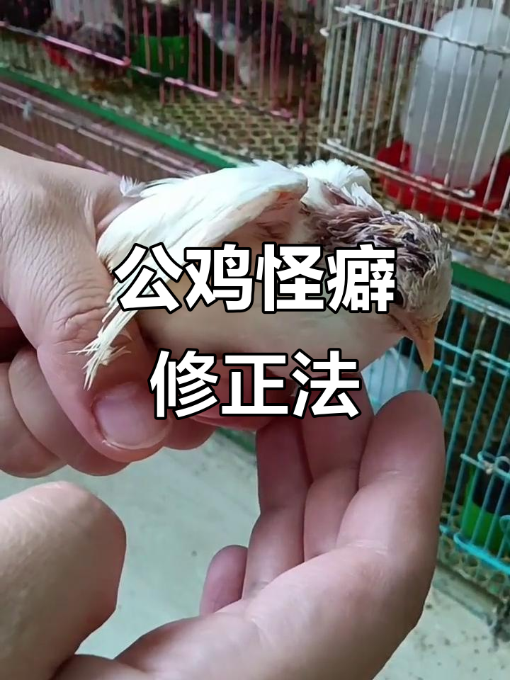 公鸡怪癖处理大揭秘:用电烙铁修嘴、断尾,轻松搞定!