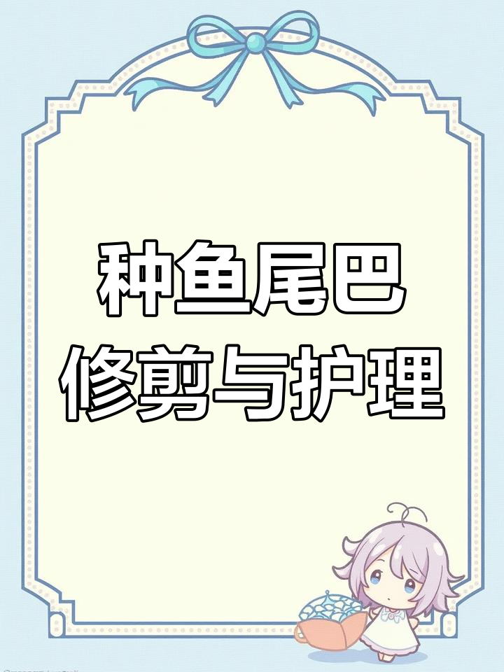 金属蕾丝种鱼尾巴剪修,水质波动引发烧尾问题