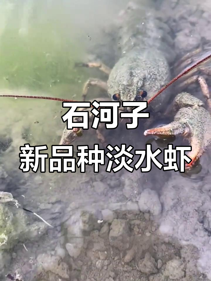 新疆石河子淡水虾养殖基地,水质纯净孕育鲜美螯虾