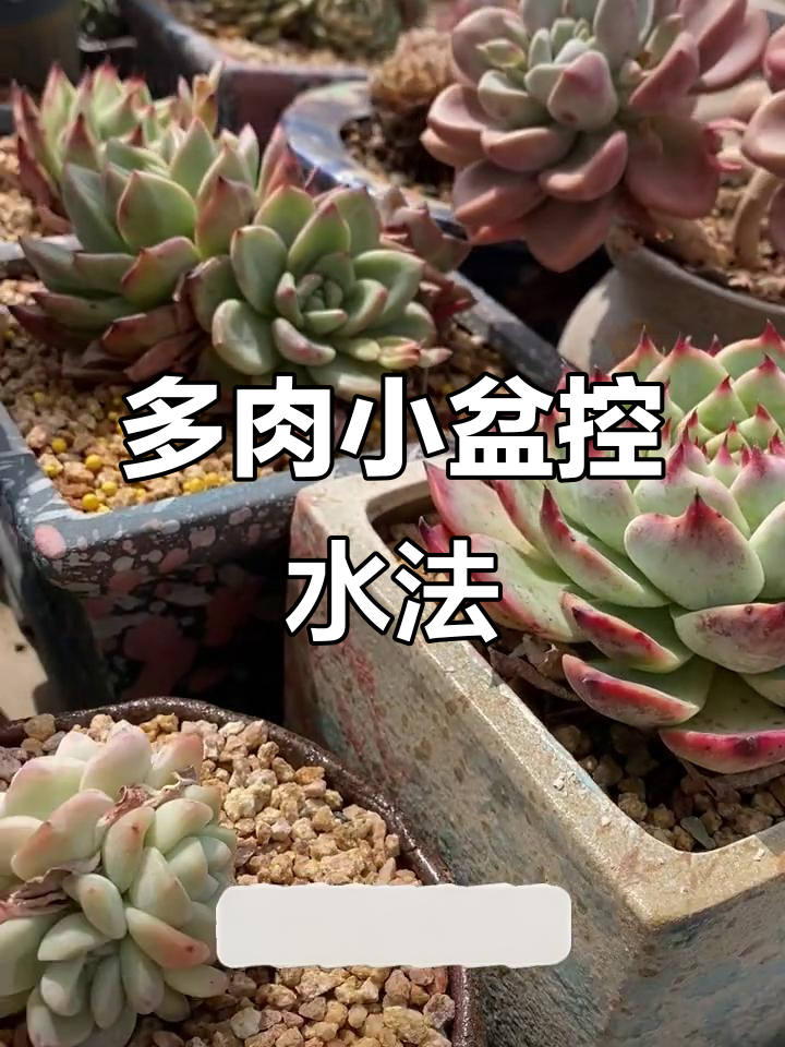 小盆控型,浇水有技巧!多肉植物养护全攻略