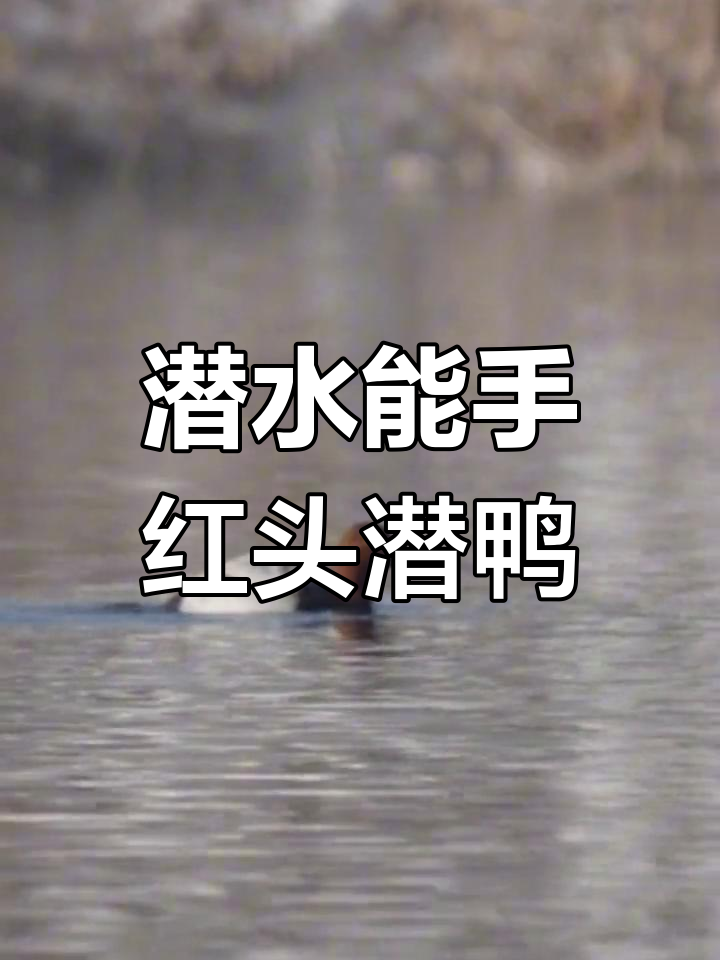 红头潜鸭,潜水高手,食物多样,警惕性强