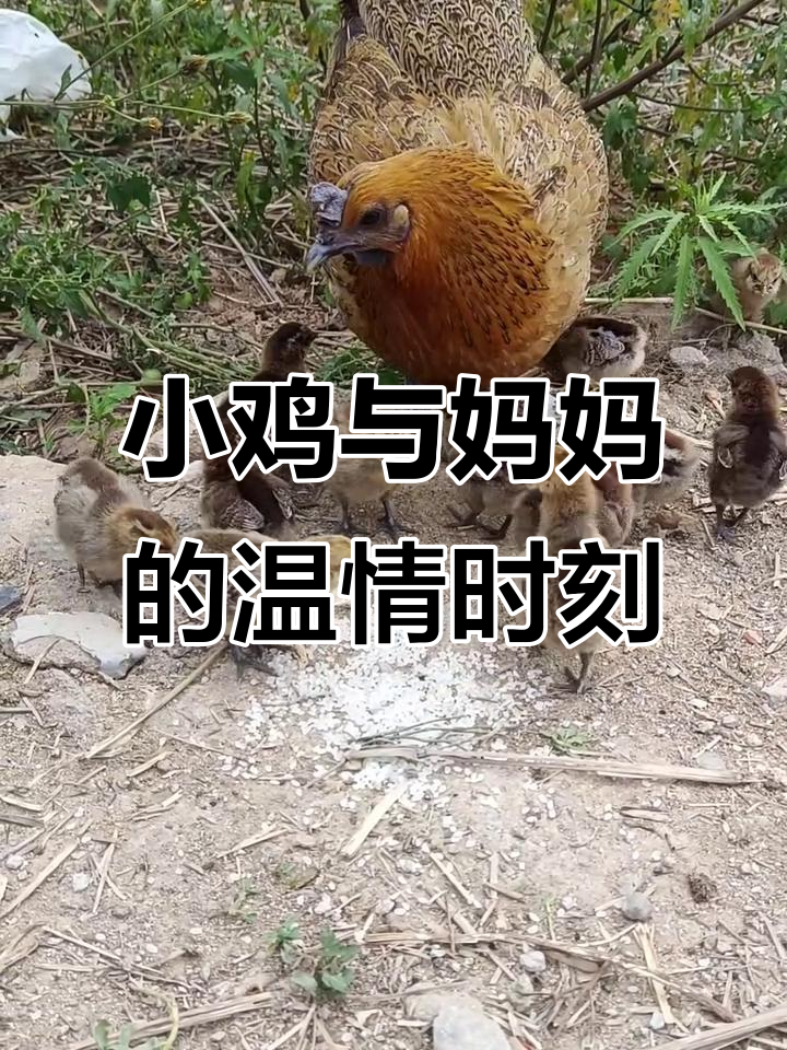 母鸡带小鸡散步,温馨家庭日常