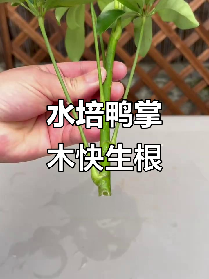 鸭掌木枝条水培法,快速生根冒芽
