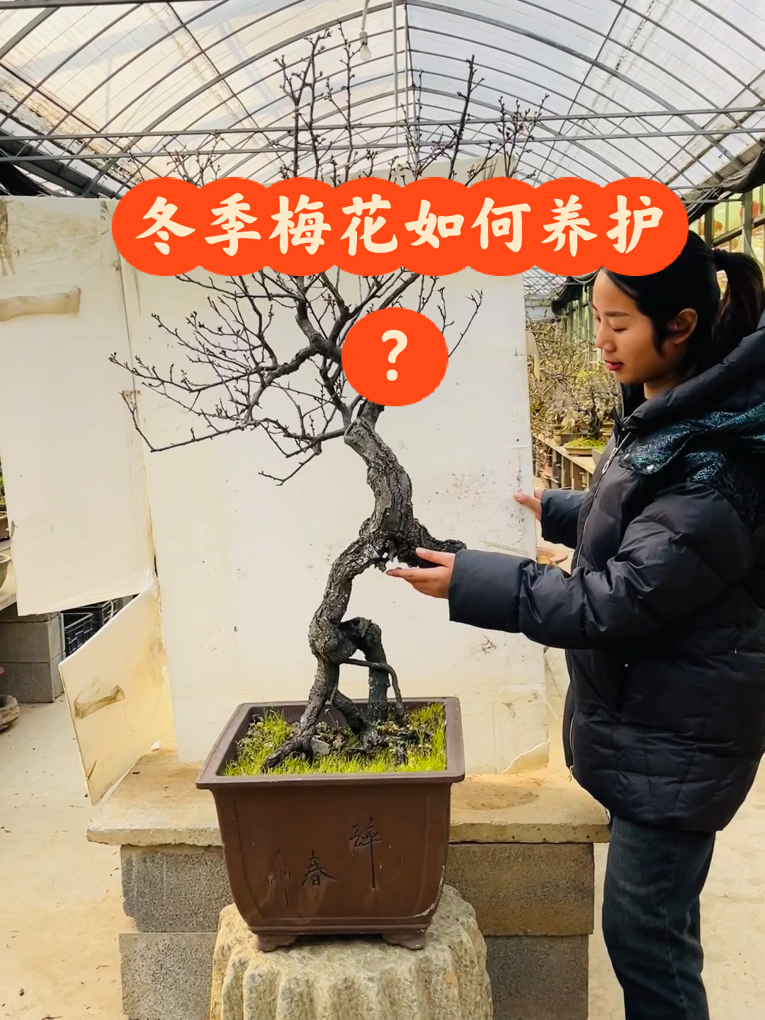 冬季梅花如何养护?