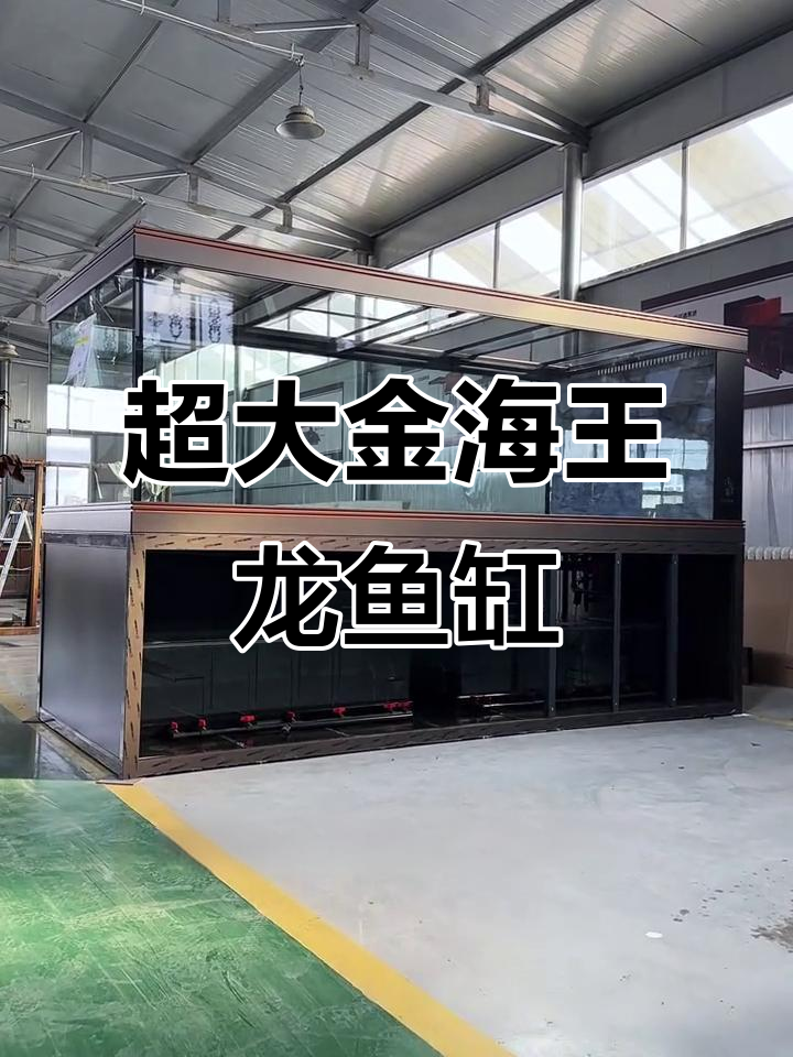 金海王黑豹系列巨型龙鱼缸,超大尺寸与强力配置揭秘