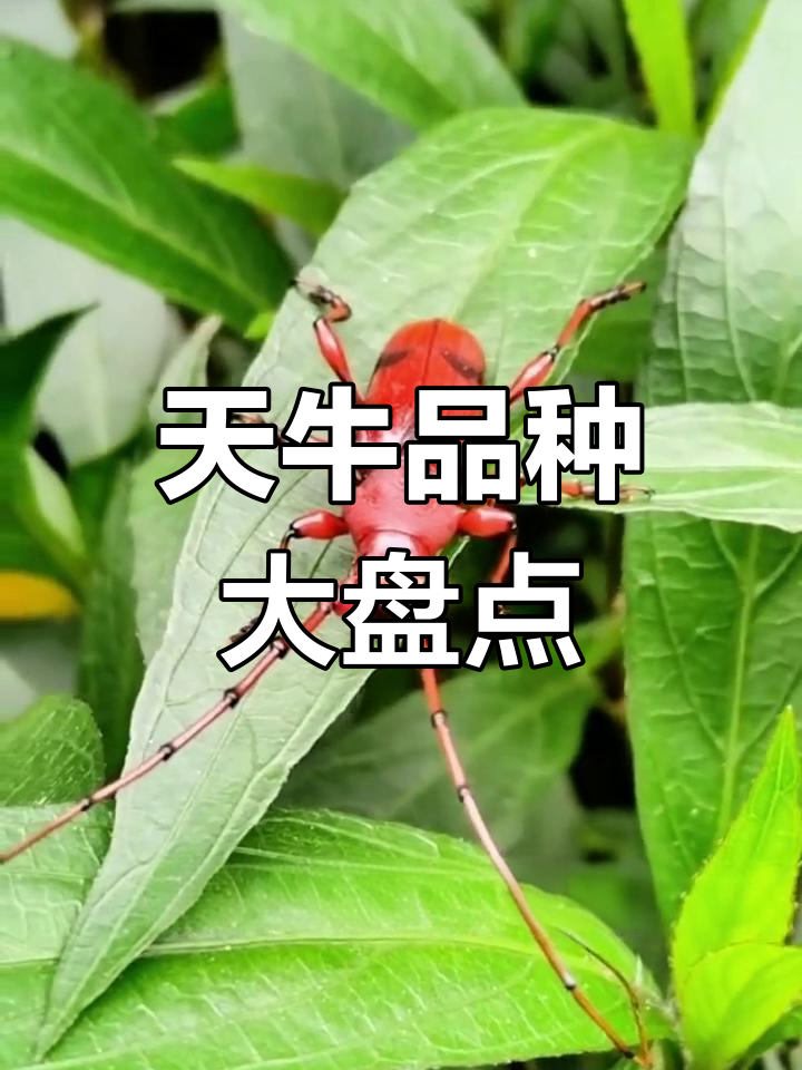 常见天牛种类大揭秘,你认识几种?