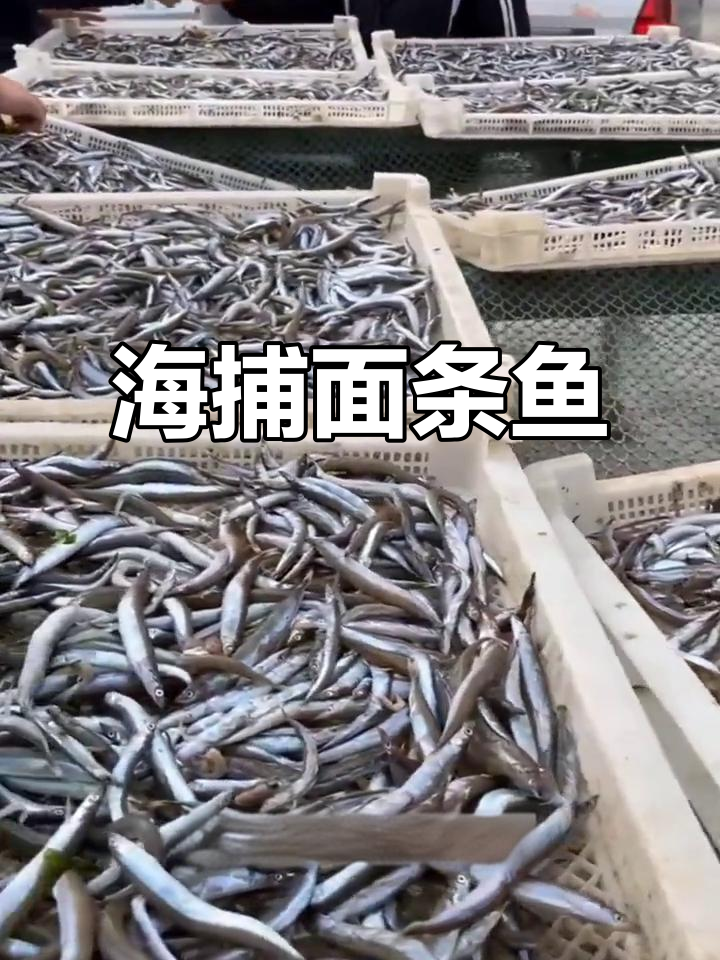 野生面条鱼,香煎油炸皆宜,新鲜美味轻松做