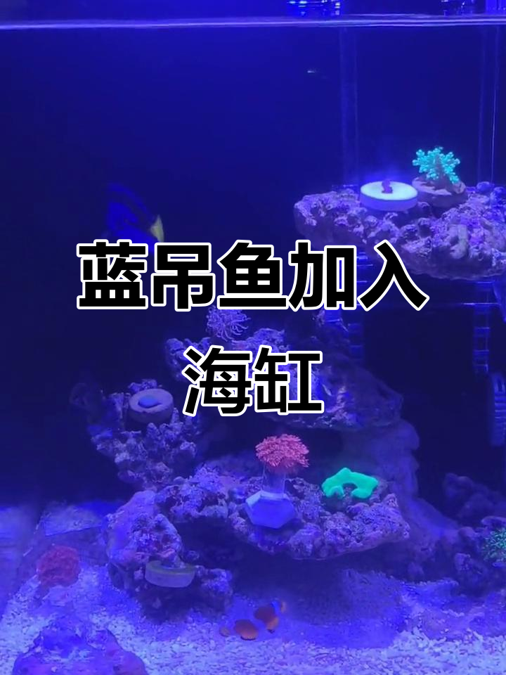 海缸新成员!蓝吊鱼羞涩登场,与小丑鱼共舞