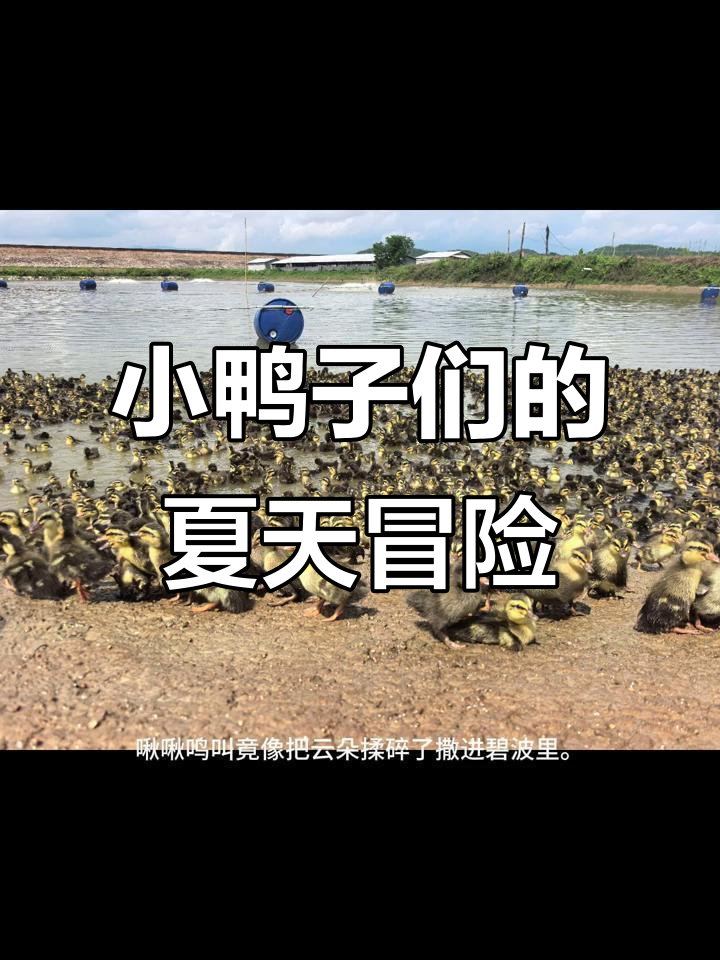 鸭苗初到,夏日阳光下的欢乐时光