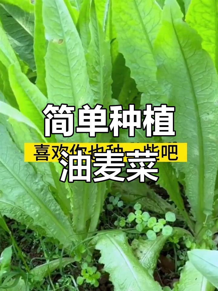 油麦菜:四季可种,阳台小院必备