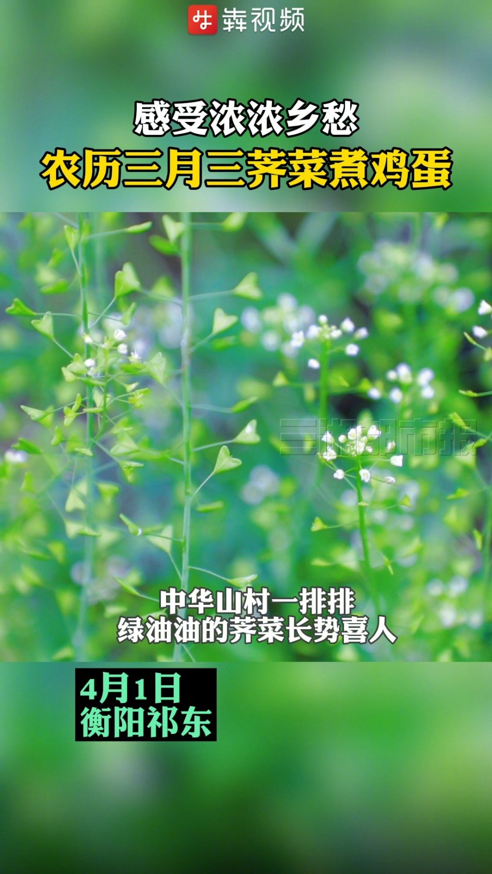 「农历 三月三荠菜煮鸡蛋,感受浓浓乡愁」今日是农历三月三,民间有吃地菜煮鸡蛋习俗。地菜即荠